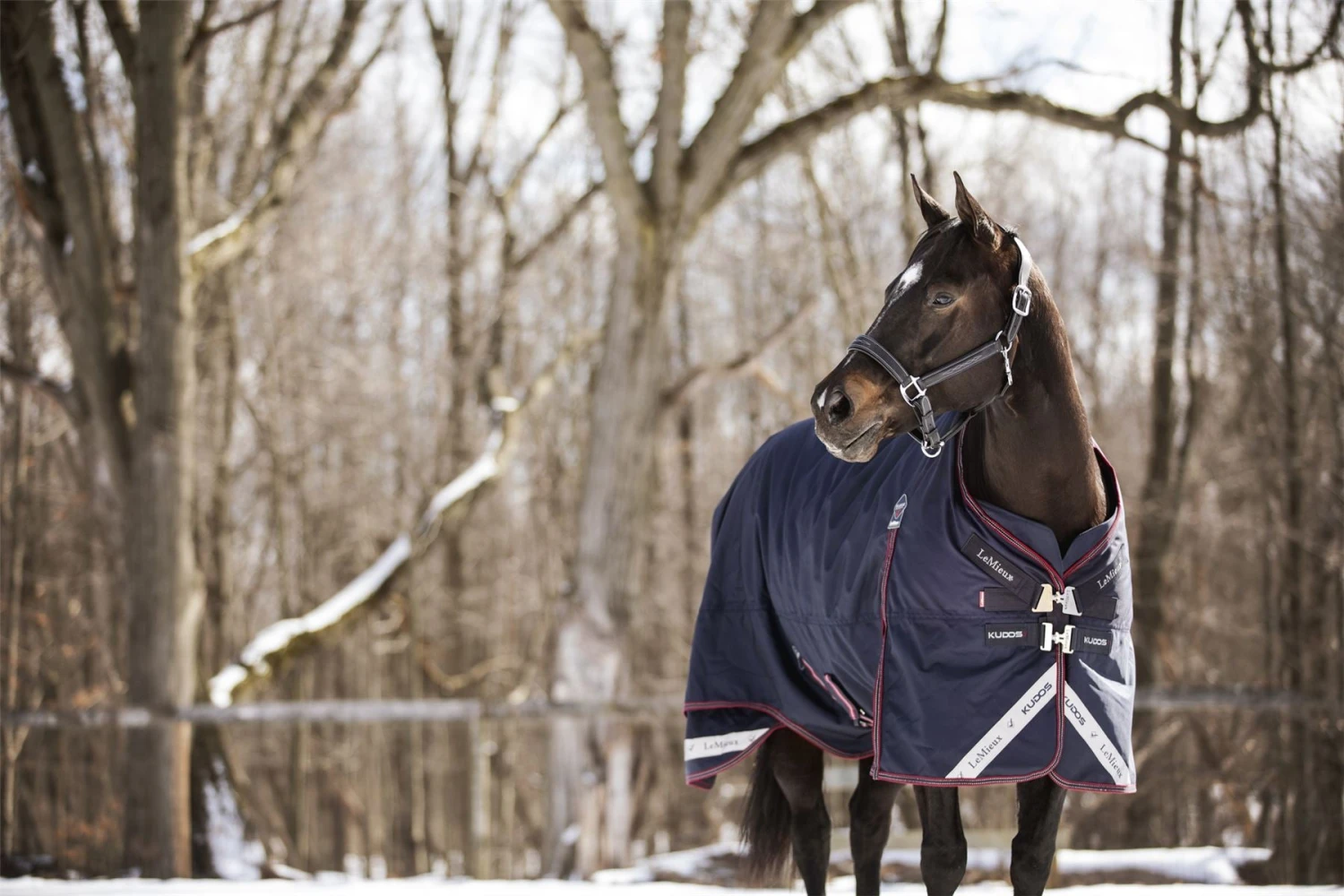 LeMieux Kudos Turnout Rug 100g 7 LeMieux Kudos Turnout Rug 100g - Image 5