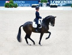 LeMieux Cotton Dressage Competition Square 11 LeMieux Cotton Dressage Competition Square -Lemieux 122f6e1f a766 4843 8da9 c877e063960f 5347f633 5fee 43e7 9f84 cc8a062d28ea