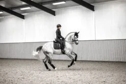 LeMieux Loire Classic Dressage Square -Lemieux 149aa18a cd72 47fd ad2d 613efb597dcf