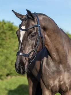 LeMieux Arika Drop Bridle