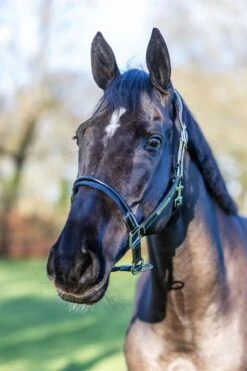 LeMieux Rope Control Headcollar -Lemieux 39101f85 1061 4f5f 94fc ba53b9e806e9 f6b76f36 2a45 487a a83a 7e003c25abf3