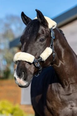 LeMieux Simuwool Headcollar Set -Lemieux 3c65f4d1 3584 43b3 9f0c b10e9b85508d cbb4f89c 300f 42f0 963a c0a726525a32