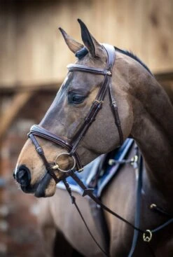 LeMieux Competition Flash Bridle -Lemieux 4e1524ed cd54 417a 96df b0a791b49fe1 f4c620cc 7819 427a b5db 250ab83741e9