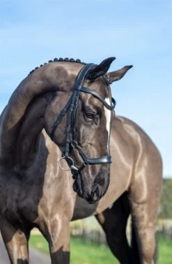 LeMieux Arika Drop Bridle -Lemieux 54f86f47 1341 434f 84dd 03dd35b76e41 e6f82058 8118 4527 a76c 1bd9f51c7e99