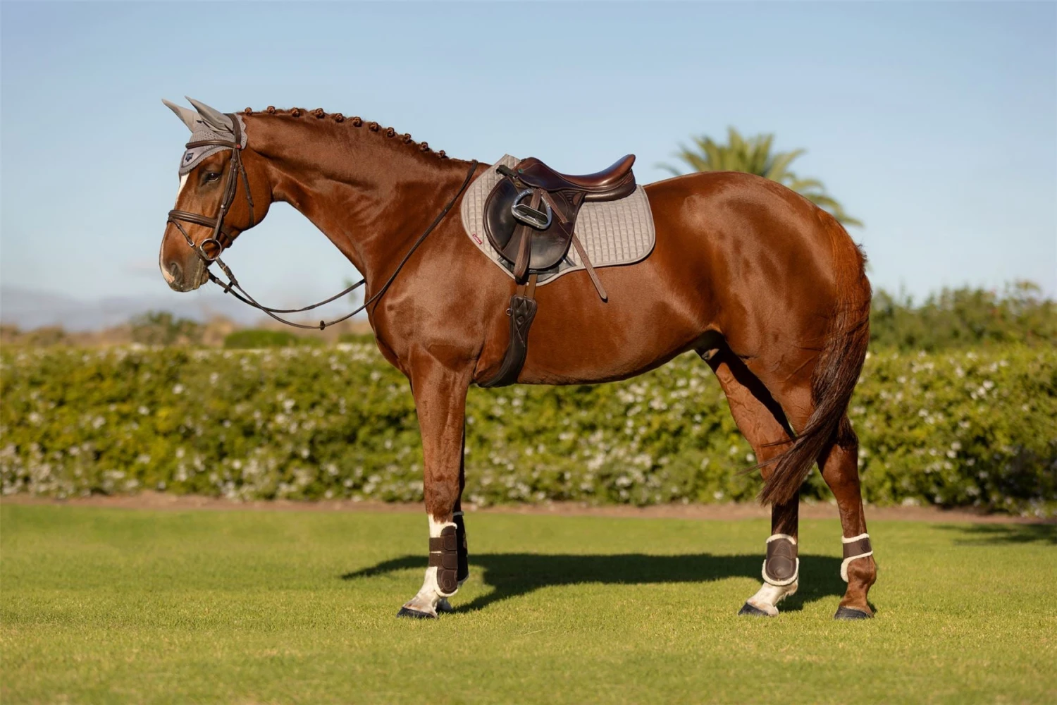 LeMieux Suede Close Contact Square 11 LeMieux Suede Close Contact Square - Image 9