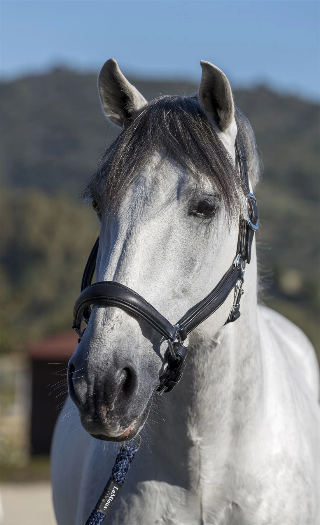 LeMieux Anatomic Headcollar 6 LeMieux Anatomic Headcollar - Image 4