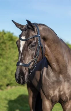 LeMieux Arika Drop Bridle -Lemieux 77f18f74 f7a2 49df b34f 5f91b10f9d87 75a72ef1 7f37 402b 8627 84ef207b6973