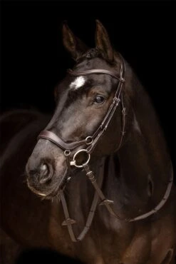 LeMieux Arika Drop Bridle -Lemieux 7c8c5394 2e2d 4f91 a7f9 ce112f201c9e 2bc68c51 e360 4318 864a 049f08975a7a