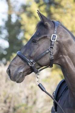 LeMieux Anatomic Headcollar 15 LeMieux Anatomic Headcollar -Lemieux 7ca71a0c 9922 4bc3 b536 2dbe553e857d 710964a9 22ae 4ff2 bea0 ff61e79f5a9c