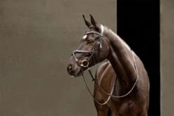 LeMieux Arika Grackle Bridle 24 LeMieux Arika Grackle Bridle -Lemieux 86f44016 18fd 44da 8d7e 51f92f6bff08