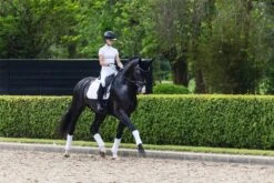 LeMieux Suede Dressage Square -Lemieux 8aa15028 9878 42e5 8372 99f735c4760b