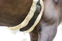 LeMieux Integrated Dressage Girth 25 LeMieux Integrated Dressage Girth -Lemieux 9478e9f0 6d14 4faa 99e0 aa11adcda9f8