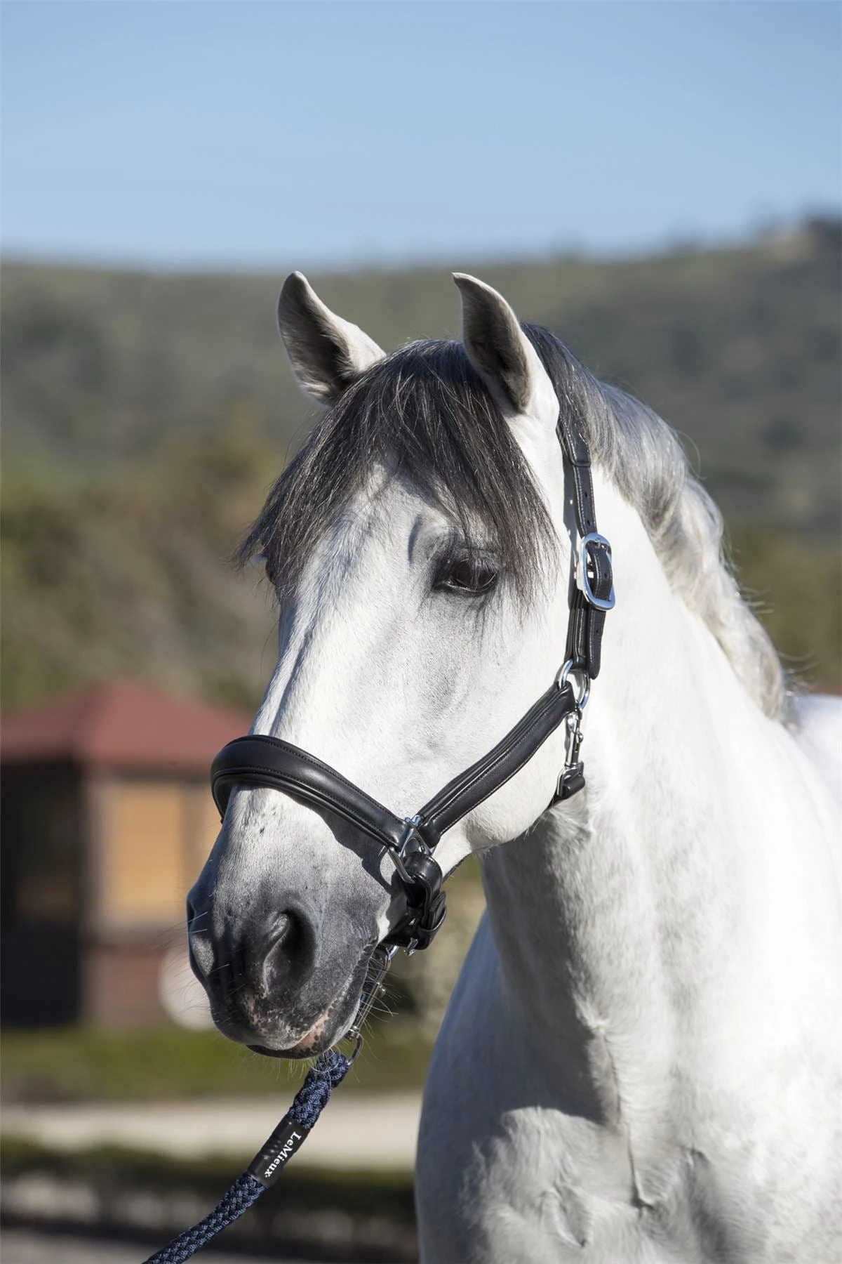 LeMieux Anatomic Headcollar 7 LeMieux Anatomic Headcollar - Image 5