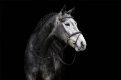 LeMieux Work Bridle -Lemieux a4a53ec0 9076 4daa 8ee4 8654f537b6c4