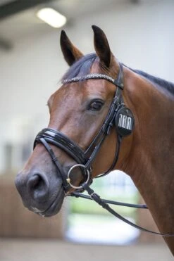 LeMieux Bridle Number Holder 11 LeMieux Bridle Number Holder -Lemieux b9ad46d9 cc24 4150 a10b f183d026d809 5900b3b5 8644 4c83 a2bd 5d6ee619e2ef