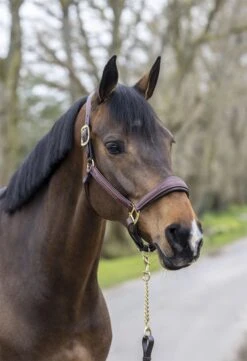 LeMieux Stitched Leather Headcollar 17 LeMieux Stitched Leather Headcollar -Lemieux bb9ce2f3 b843 4368 aeb6 c4978a72bc5c