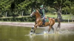 LeMieux Suede Close Contact Square 26 LeMieux Suede Close Contact Square -Lemieux be5576c5 5654 466b 97b5 405295152477 23655e78 64b8 499a a8f5 7047ccb0593f