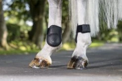 LeMieux Capella Fetlock Boots -Lemieux cab1a46a 7bcc 4316 a02d 42b2617c546b fe0ef5ef e663 4c9a 832e 8a47d14edac0