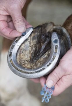 LeMieux Stud Plugz -Lemieux cd6c94e5 1567 4b07 a9c5 0c8f7eead1dc d0243fbd 3346 45e6 bdc6 1241417115f0