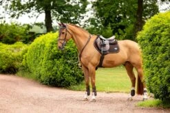 LeMieux Puissance Suede CC Pad -Lemieux d2f117d2 7b07 4ee1 a395 c0758244fb12