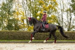 LeMieux Crystal Suede Dressage Pad -Lemieux d5846bb7 a156 4994 a841 4e377f231f37 7fcfdc56 69d0 4fb1 ad24 eeac63d0d19c