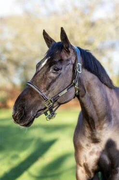 LeMieux Rope Control Headcollar -Lemieux e2896011 7923 4c05 bba0 93bf631fc822 d23b5ea2 8276 41a7 928f 0572aab12ec0