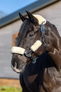 LeMieux Simuwool Headcollar Set -Lemieux ec26ed9b c22e 4339 aacf ebe416c9f089 43d55f24 a35c 4087 bce2 18dae6feca11