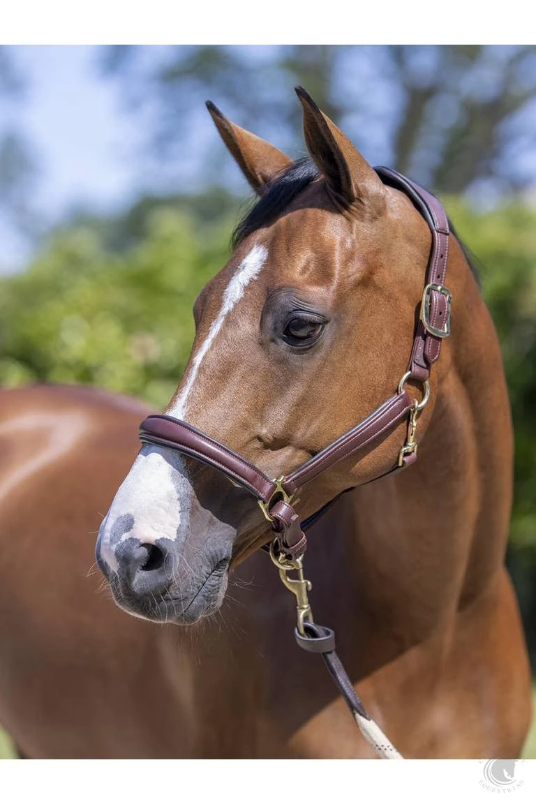 LeMieux Anatomic Headcollar Brown 4 LeMieux Anatomic Headcollar Brown - Image 2