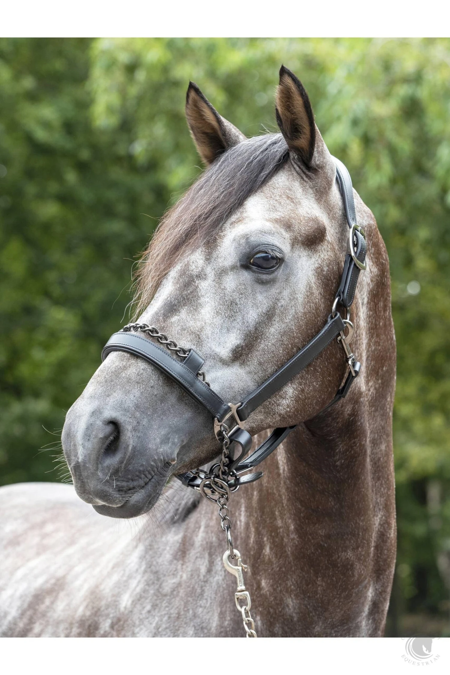 LeMieux Leather Control Headcollar Black 4 LeMieux Leather Control Headcollar Black - Image 2