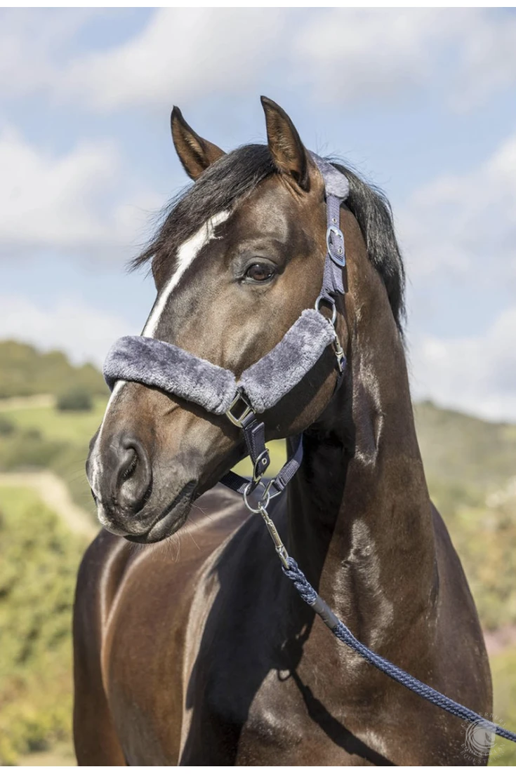 LeMieux Comfort Headcollar 3 Colours! 4 LeMieux Comfort Headcollar 3 Colours! - Image 2